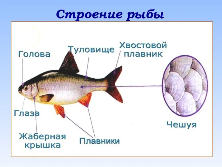 Строение рыбы