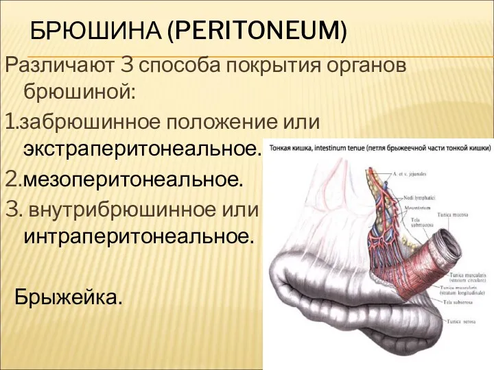 БРЮШИНА (PERITONEUM) Различают 3 способа покрытия органов брюшиной: 1.забрюшинное положение