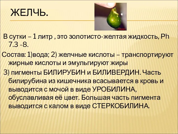 ЖЕЛЧЬ. В сутки – 1 литр , это золотисто-желтая жидкость,