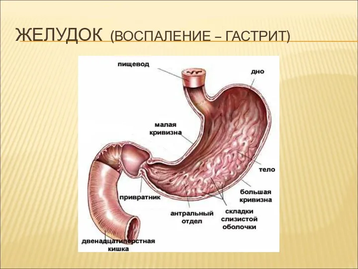 ЖЕЛУДОК (ВОСПАЛЕНИЕ – ГАСТРИТ)