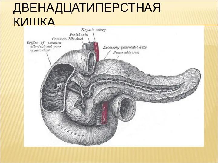 ДВЕНАДЦАТИПЕРСТНАЯ КИШКА