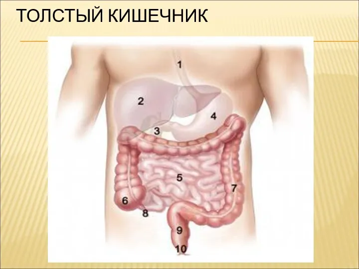 ТОЛСТЫЙ КИШЕЧНИК