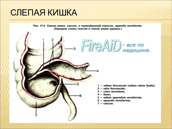 СЛЕПАЯ КИШКА