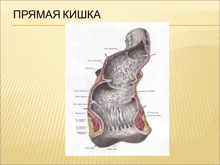 ПРЯМАЯ КИШКА