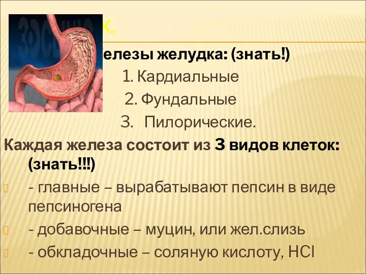 ЖЕЛУДОК. Железы желудка: (знать!) 1. Кардиальные 2. Фундальные 3. Пилорические.