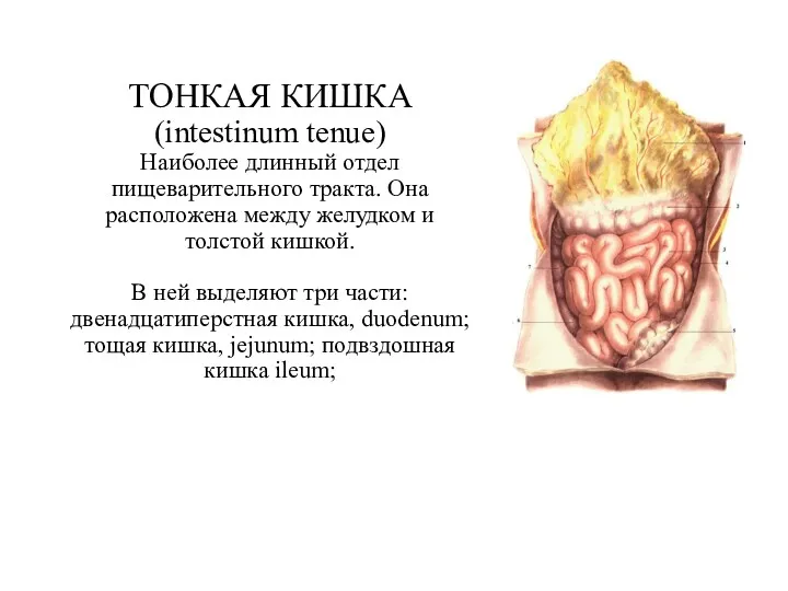 ТОНКАЯ КИШКА (intestinum tenue) Наиболее длинный отдел пищеварительного тракта. Она