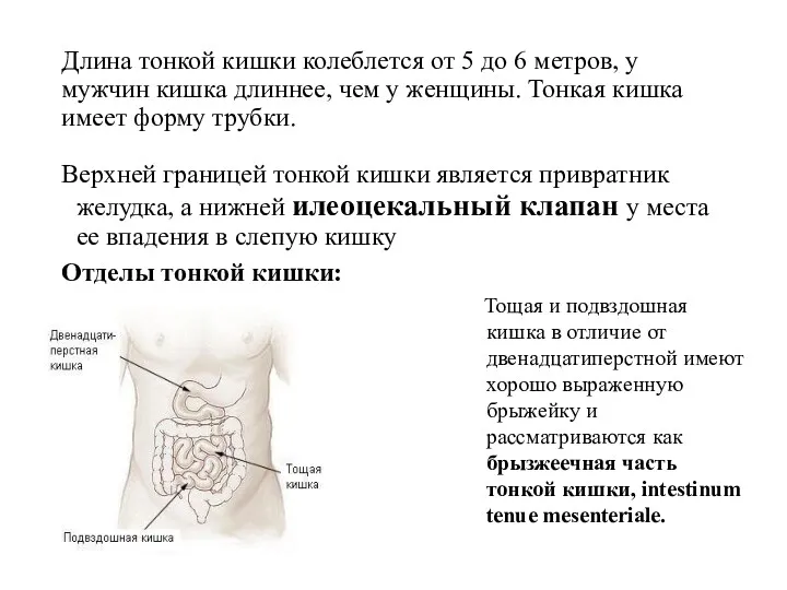 Длина тонкой кишки колеблется от 5 до 6 метров, у