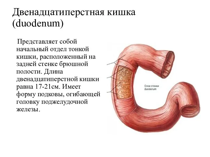 Двенадцатиперстная кишка (duodenum) Представляет собой начальный отдел тонкой кишки, расположенный