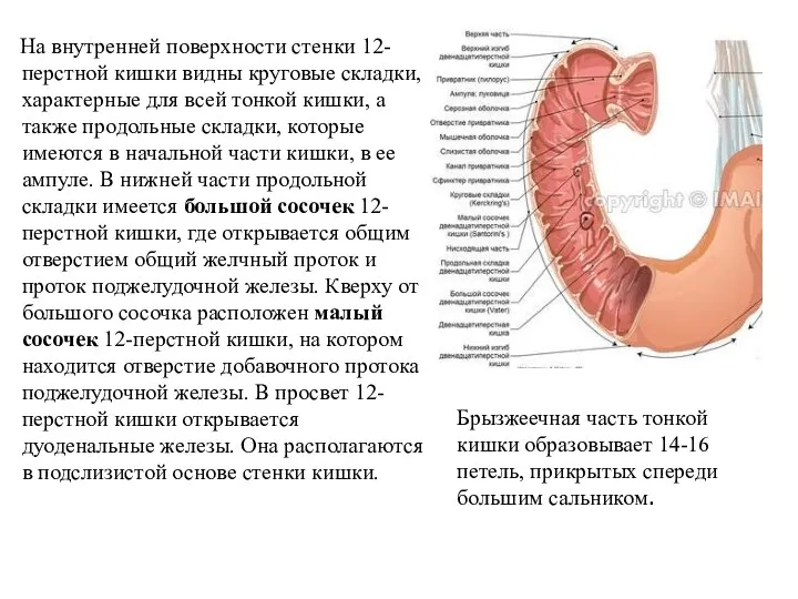 На внутренней поверхности стенки 12-перстной кишки видны круговые складки, характерные