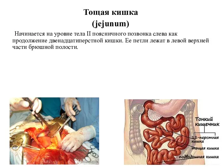 Тощая кишка (jejunum) Начинается на уровне тела II поясничного позвонка