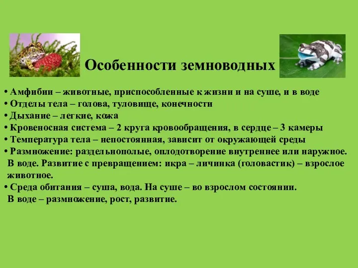 Особенности земноводных Амфибии – животные, приспособленные к жизни и на