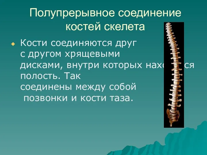 Полупрерывное соединение костей скелета Кости соединяются друг с другом хрящевыми