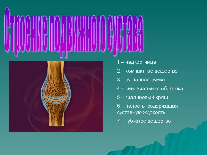 1 – надкостница 2 – компактное вещество 3 – суставная