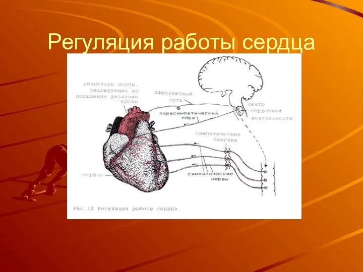 Регуляция работы сердца