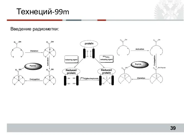 Технеций-99m Введение радиометки: