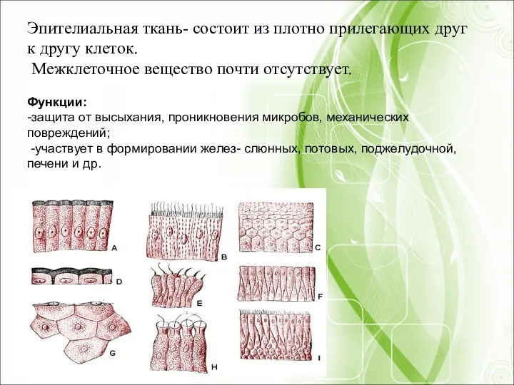 . Эпителиальная ткань- состоит из плотно прилегающих друг к другу