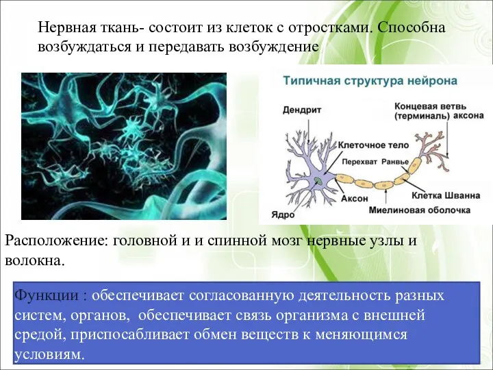 Расположение: головной и и спинной мозг нервные узлы и волокна.