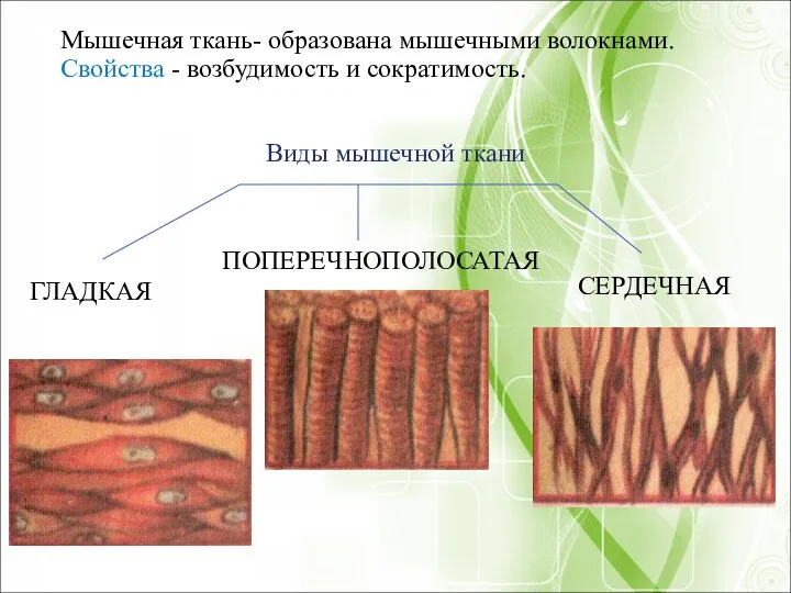 Виды мышечной ткани ГЛАДКАЯ ПОПЕРЕЧНОПОЛОСАТАЯ СЕРДЕЧНАЯ Мышечная ткань- образована мышечными волокнами. Свойства - возбудимость и сократимость.