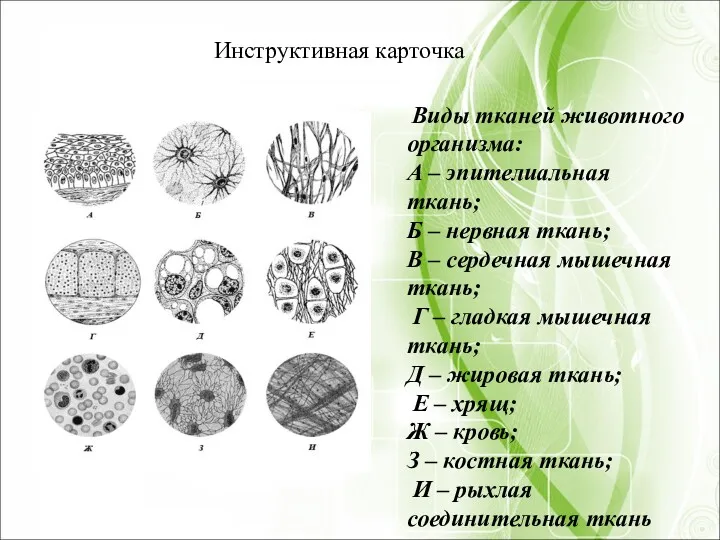 Виды тканей животного организма: А – эпителиальная ткань; Б –
