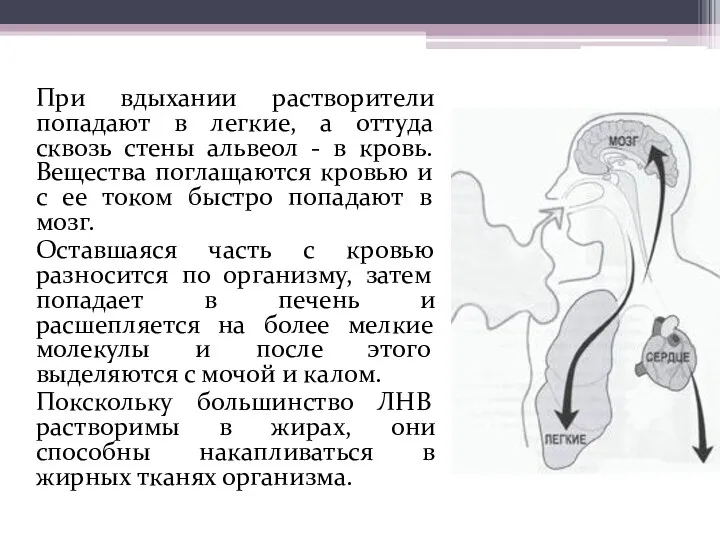 При вдыхании растворители попадают в легкие, а оттуда сквозь стены