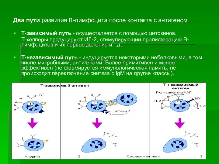 Два пути развития В-лимфоцита после контакта с антигеном Т-зависимый путь