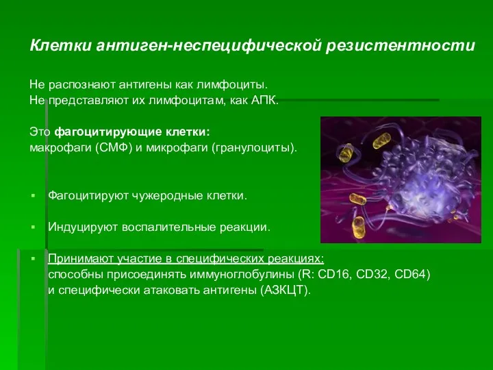 Клетки антиген-неспецифической резистентности Не распознают антигены как лимфоциты. Не представляют