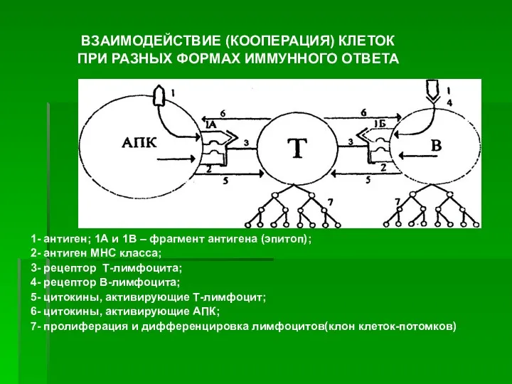 ВЗАИМОДЕЙСТВИЕ (КООПЕРАЦИЯ) КЛЕТОК ПРИ РАЗНЫХ ФОРМАХ ИММУННОГО ОТВЕТА 1- антиген;