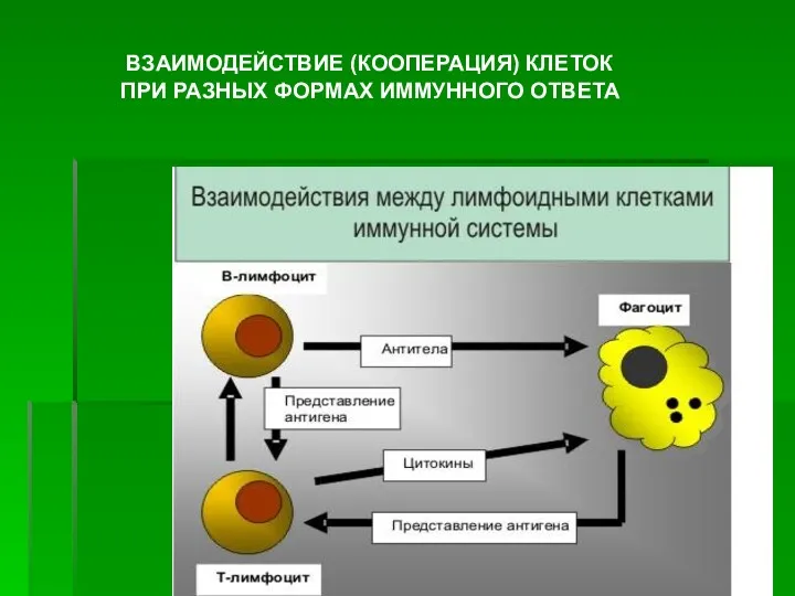 ВЗАИМОДЕЙСТВИЕ (КООПЕРАЦИЯ) КЛЕТОК ПРИ РАЗНЫХ ФОРМАХ ИММУННОГО ОТВЕТА