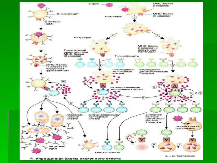 ВЗАИМОДЕЙСТВИЕ (КООПЕРАЦИЯ) КЛЕТОК ПРИ РАЗНЫХ ФОРМАХ ИММУННОГО ОТВЕТА