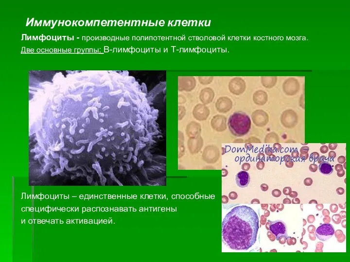 Иммунокомпетентные клетки Лимфоциты - производные полипотентной стволовой клетки костного мозга.