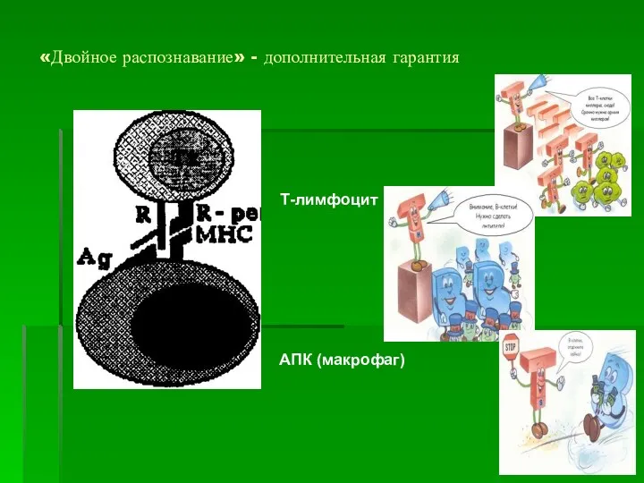 «Двойное распознавание» - дополнительная гарантия Т-лимфоцит АПК (макрофаг)