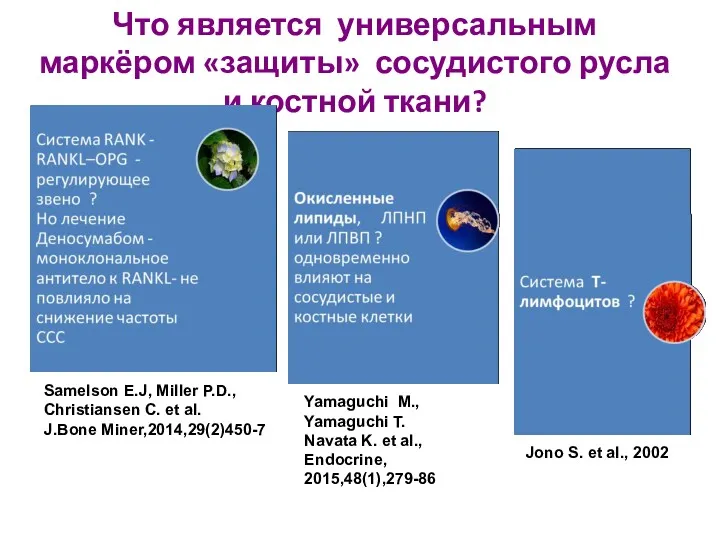 Что является универсальным маркёром «защиты» сосудистого русла и костной ткани?