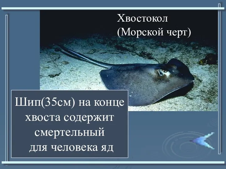 Хвостокол (Морской черт) Шип(35см) на конце хвоста содержит смертельный для человека яд