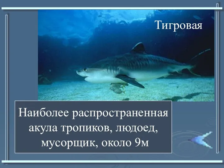 Наиболее распространенная акула тропиков, людоед, мусорщик, около 9м