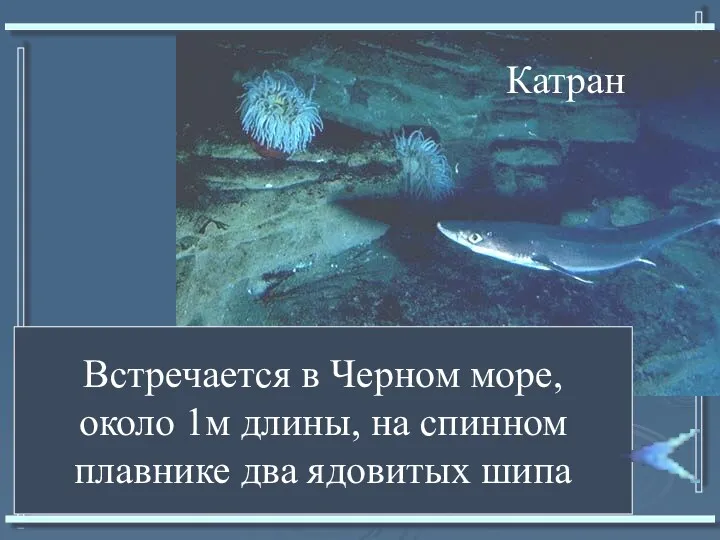 Встречается в Черном море, около 1м длины, на спинном плавнике два ядовитых шипа