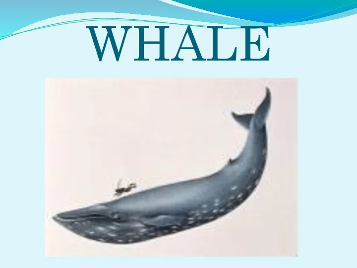 WHALE