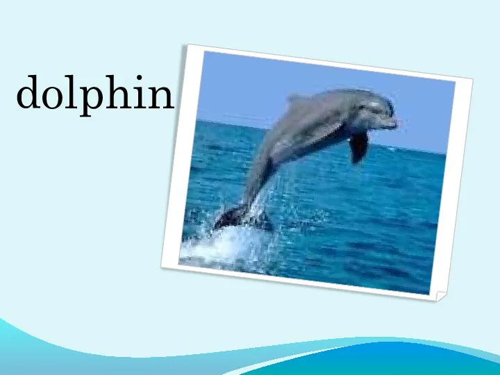 dolphin