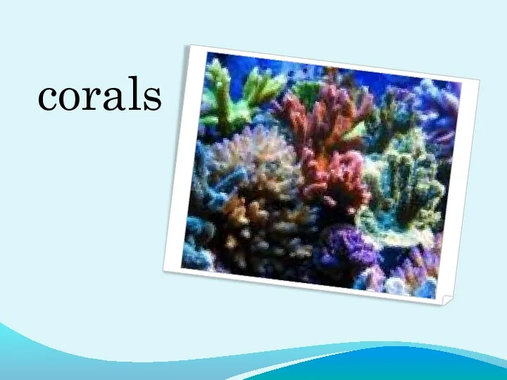 corals