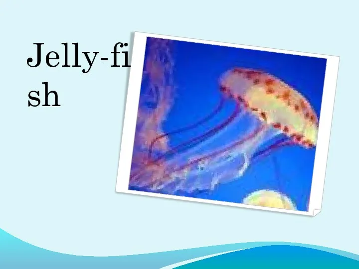 Jelly-fish