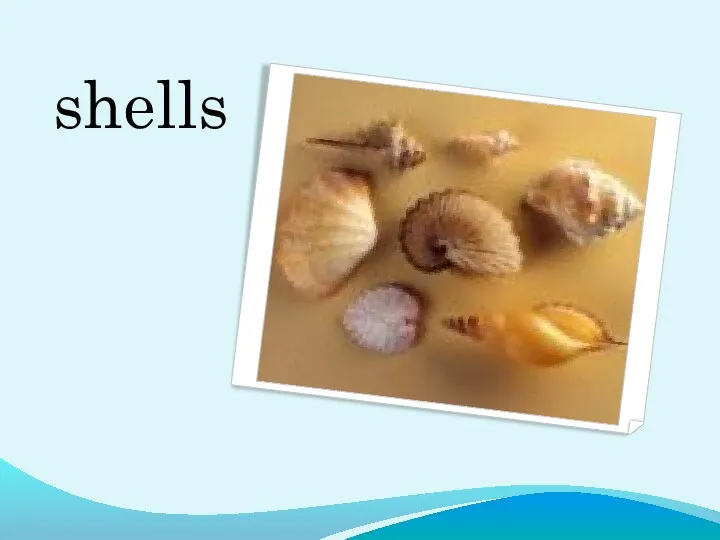 shells