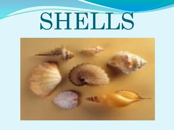 SHELLS