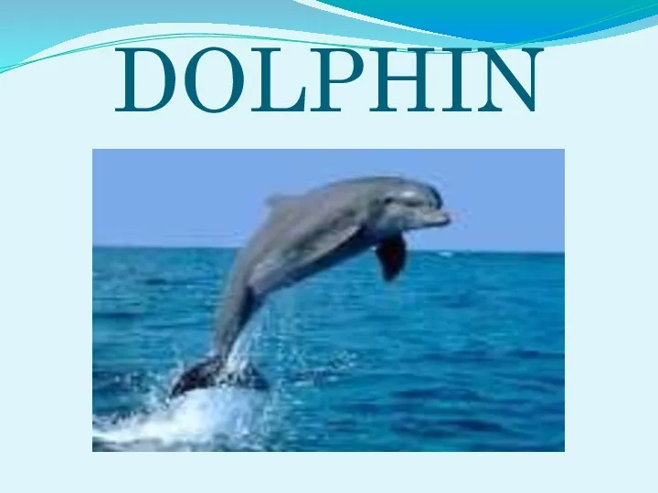 DOLPHIN