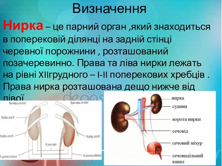 Визначення Нирка – це парний орган ,який знаходиться в поперековій