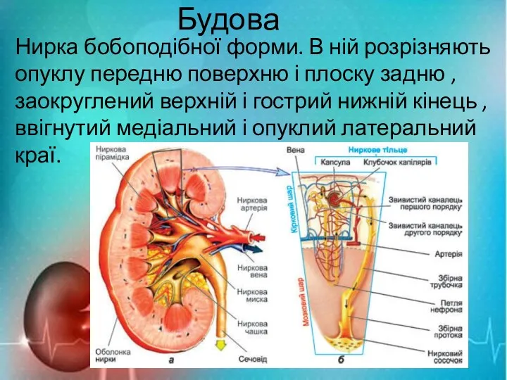 Будова Нирка бобоподібної форми. В ній розрізняють опуклу передню поверхню