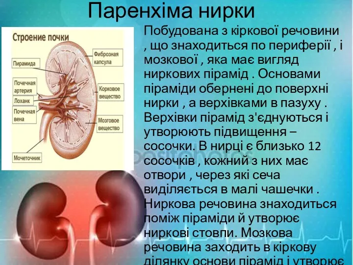 Паренхіма нирки Побудована з кіркової речовини , що знаходиться по