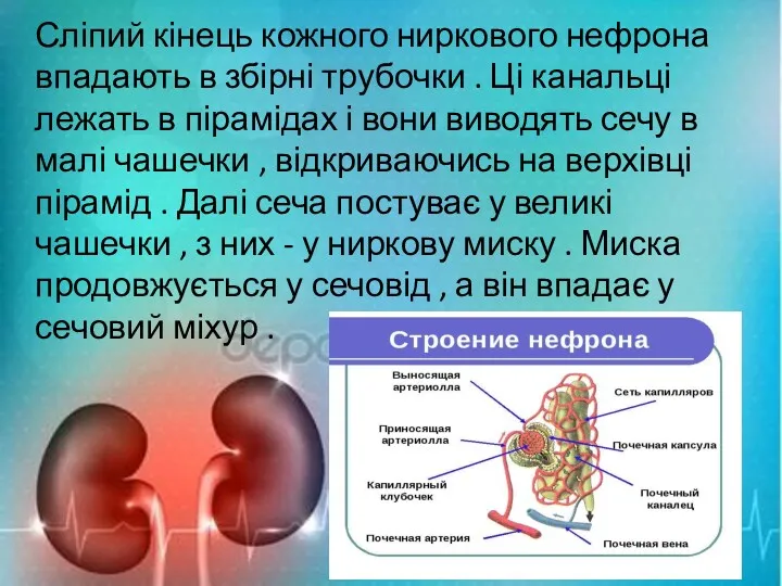 Сліпий кінець кожного ниркового нефрона впадають в збірні трубочки .