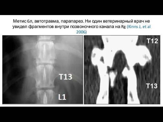 Метис 6л, автотравма, парапарез. Ни один ветеринарный врач не увидел фрагментов внутри позвоночного