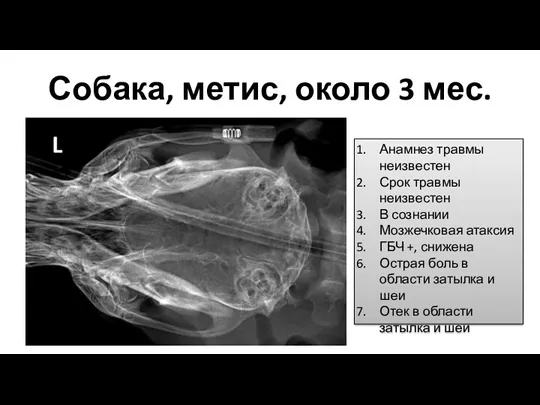 Собака, метис, около 3 мес. Анамнез травмы неизвестен Срок травмы неизвестен В сознании