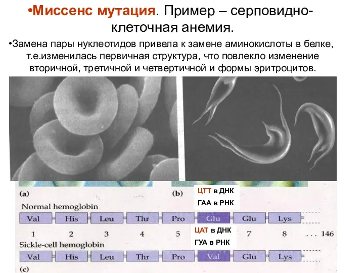 ЦТТ в ДНК ГАА в РНК ЦАТ в ДНК ГУА