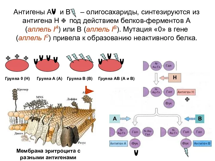 Антигены А и В – олигосахариды, синтезируются из антигена Н